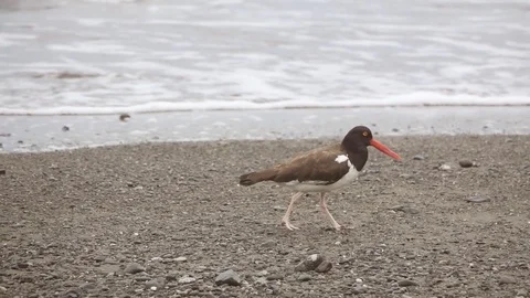 Side view of bird walking on the beach in slow-motion Stock Footage