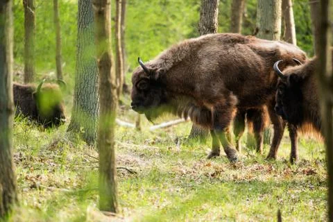 Side view of bison walking in forest Stock Photos