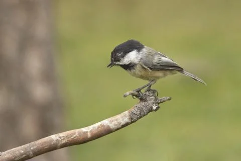 Side view of a black capped chickadee. Stock Photos