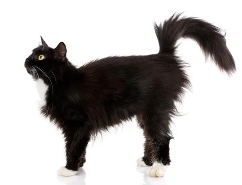 Side view of a Black Cat walking, isolated Stock Photos