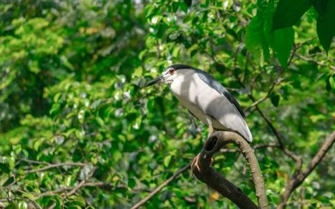 Side view of Black-crowned Night Heron Stock Photos