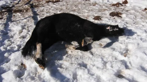 Side view of black pony rolling on the snow. 스톡 동영상 151016987