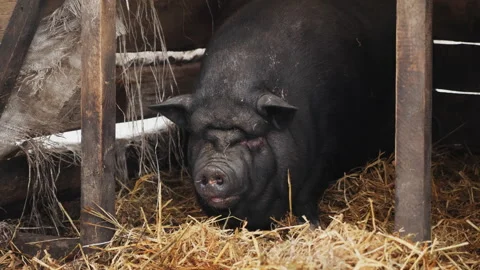Side view of a black Vietnamese pot-bellied pig in a pigsty on a farm Stock Footage 281253391