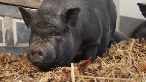 Side view of a black Vietnamese pot-bellied pig in a pigsty on a farm Stock Footage 295120285