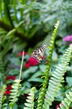Side view of black white orange colored butterfly. Stock Photos