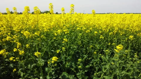Side view of a blooming canola field Video stock 154356968