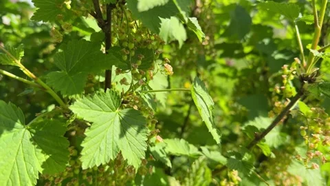 Side view of blooming currant shrub with fresh foliage Stock-Footage 346163845