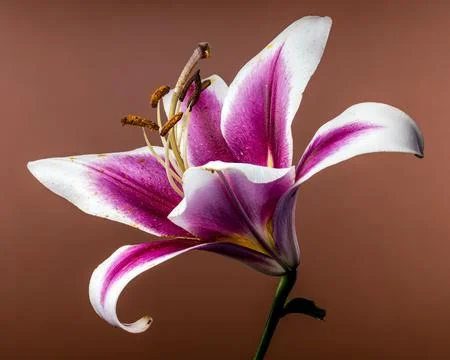 Side view of blooming pink and white lily flower Stock Photos