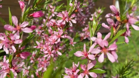 Side view of blooming Prunus tenella bush with fresh green leaves 動画素材 346163866