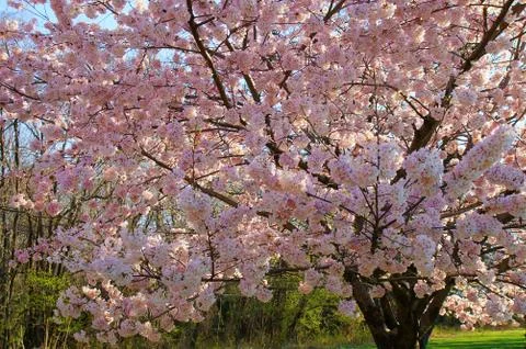 Side view of a blossoming cherry tree Stock Photos