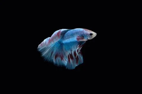Side view of Blue halfmoon betta fish siamese marble grizzle type Foto stock