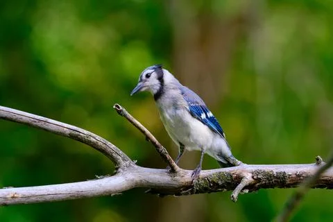 Side View of Blue Jay Perched on a Tree Branch in a Vibrant Natural Setting Stock Photos