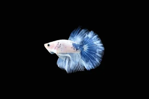 Side view of Blue White halfmoon betta fish siamese (Blue rim panda dalmatian Stock Photos