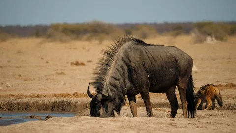 Side view: Blue Wildebeest drinks from waterhole, jackal in background drinks Stock-Footage 114639584