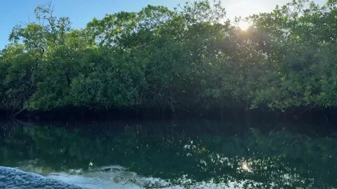 Side view from a boat through mangroves in Roatan, Honduras 2026 Stock Footage 330896607