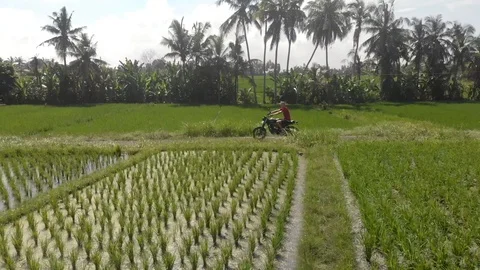 Side view of boy riding the motor bike among the palm trees and rice fields, in  Stock Footage 129553706