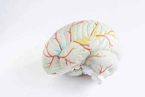 Side view of brain model on white background Stock Photos