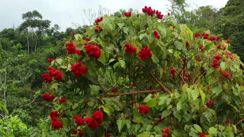 Side view of the bright red annato fruits from an achiote tree, Bixa orellana Stock Footage 160319167