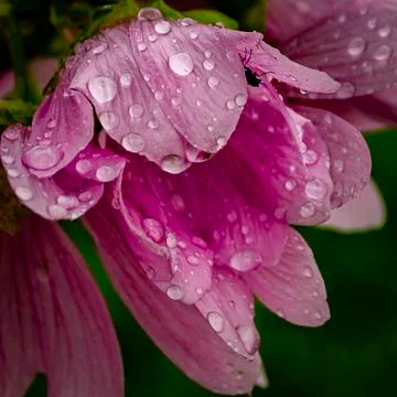  Side view of bright red flower after rain. Stock Photos