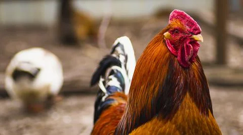 Side view of bright red rooster with brown plumage and pointed beak standing  Stock Photos