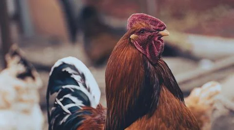 Side view of bright red rooster with brown plumage and pointed beak standing  Stock Photos