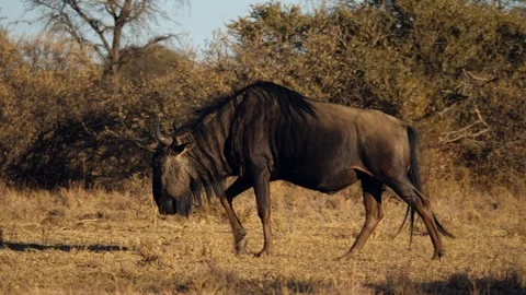 Side View of Brindled Gnu walking across dry grassland to graze Stock-Footage 114033771