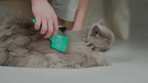 Side view of a British cat lying on the floor at the feet of a male grooming fur Stock Footage 153386419