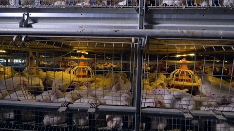 A side view on broiler battery cages with long sections. Stock Footage 83653416
