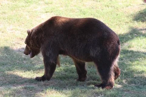 Side view of a brown bear walking in an grassy patch Foto stock