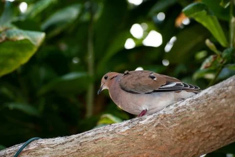 Side view of brown bird or zenaida aurita dove standing on branch Stock Photos