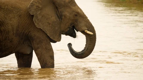 Side view: brown elephant stands knee deep in river, drinks water flowing past. Stock-Footage 105273244