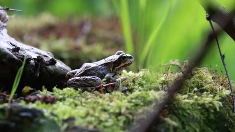 Side View Of A Brown Frog Sitting Calmly On Bright Green Moss, Blending With Its Stock Footage 310737967