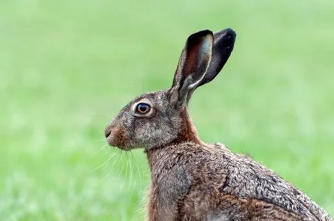 Side view of a brown hare Stock Photos