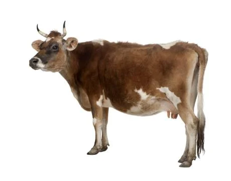 Side view of a brown Jersey cow (10 years old) Stock Photos