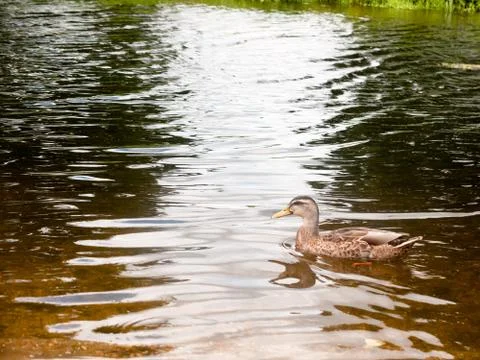 Side view of brown mallard in the river water Stock Photos