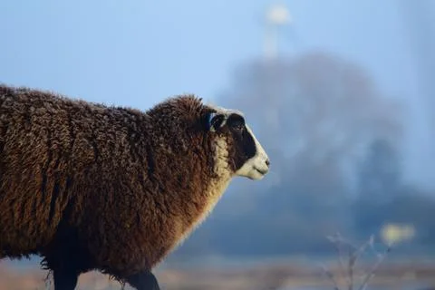 Side view of a brown sheep standing on a dike Stock Photos