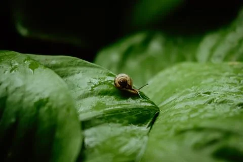 Side view of Brown snail walking on fresh green leaves with drop dew after ra Stock Photos
