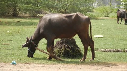 Side view of a buffalo that has a  stick tied to it's neck feeding Video stock 225687245