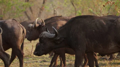 Side View Of Buffalos Walking And Standing On Grass Stock Footage 236510225