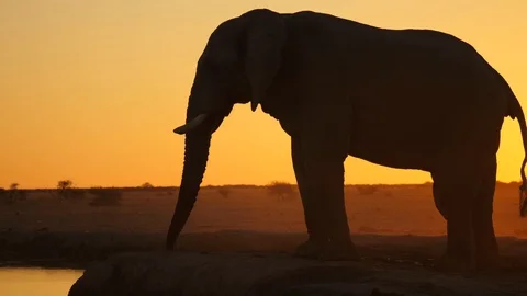 Side view bull elephant walks to waterhole to drink in arid landscape at sunset Stock Footage 113318356