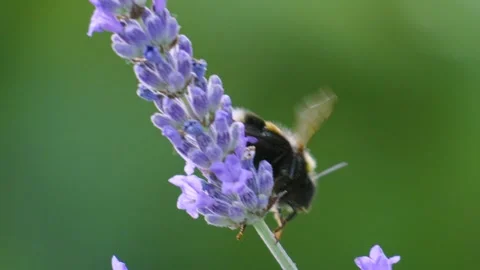 Side View of Bumble Bee Crawling on Lavender Plant Ready to Pollinate. Stock Footage 342273978