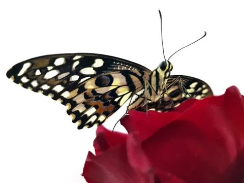Side view butterfly on rose 스톡 사진
