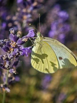 Side view of a cabbage white butterfly on lavender flower Stock Photos