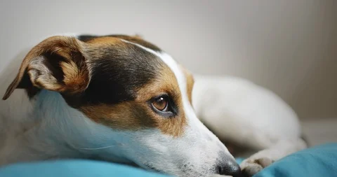 Side view of calm jack russell terrier lying on blue floor on blue pillow Stock Footage 91344022