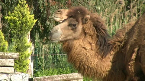 Side view of camel sitting on ground 스톡 동영상 5089299