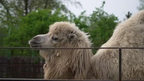 Side view of camel at zoo. Concept of animal in zoo. Stock Footage 286734746