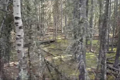 Side View of Canadian Forest Stock Footage 171643253