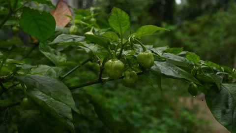 Side view of a Capsicum Chinense chilli branch with immature chilli pods Video stock 229486081