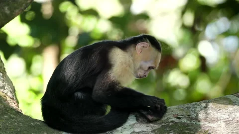 Side view of a capuchin monkey at manuel antonio in costa rica Video stock 177792149