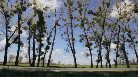 Side view of a car driving through scenic road. Stock Footage 78626236